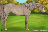 Horse Color:Chocolate Palomino Roan 