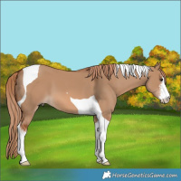 Horse Color:White Spotted Red Dun Tobiano