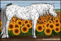 Horse Color:Brown Appaloosa 