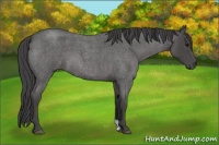 Horse Color:Smoky Blue Roan 