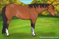 Horse Color:Unknown 