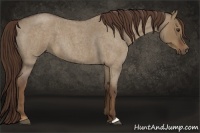 Horse Color:Liver Red Dun Roan 