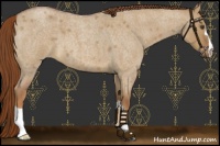 Horse Color:Red Dun Roan