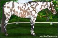 Horse Color:Buckskin Roan Leopard 