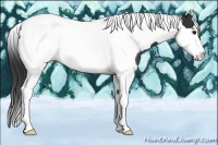 Horse Color:Black Tobiano 