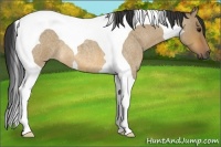 Horse Color:Bay Roan Dun Tobiano 