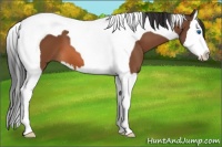 Horse Color:Bay Splash Tobiano
