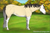 Horse Color:Buckskin Splash