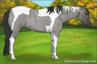 Horse Color:Grullo Roan Tobiano 