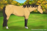 Horse Color:Buckskin 