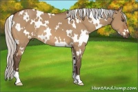 Horse Color:White Spotted Silver Bay Dun