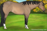 Horse Color:Bay Roan Dun