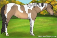 Horse Color:Buckskin Tobiano 