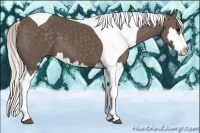 Horse Color:Silver Black Splash Tobiano Frame 