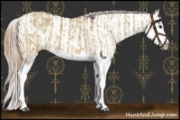 Horse Color:Red Dun Splash  and Red Dun Splash 