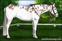 Horse Color:Bay Splash  and Bay Dun Splash Near Leopard 