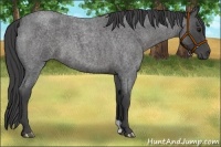 Horse Color:Smoky Blue Roan 