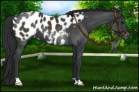 Horse Color:Black Near Leopard 