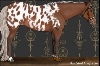 Horse Color:Silver Brown Near Leopard