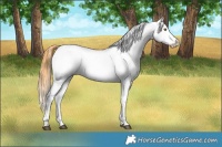 Horse Color:Smoky Blue Roan Near Leopard