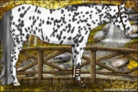 Horse Color:Black Appaloosa