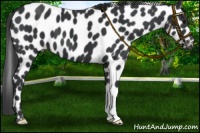 Horse Color:Black Appaloosa
