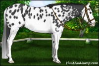 Horse Color:Black Splash Near Leopard 