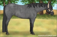 Horse Color:Smoky Blue Roan 