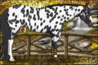 Horse Color:Black Near Leopard 