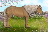 Horse Color:Chocolate Palomino 