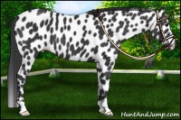 Horse Color:Black Appaloosa