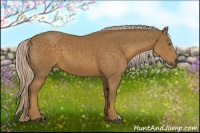 Horse Color:Chocolate Palomino 