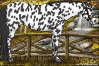 Horse Color:Black Appaloosa 