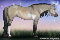 Horse Color:White Spotted Chocolate Palomino Dun  and Brown Dun 