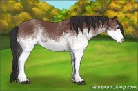 Horse Color:White Spotted Bay Roan 