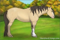 Horse Color:Amber Cream Champagne 