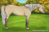 Horse Color:Silver Buckskin Dun 