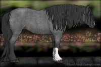 Horse Color:Smoky Blue Roan