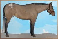 Horse Color:Brown Roan Dun Appaloosa Brindle 