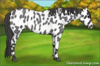 Horse Color:Smoky Blue Roan Leopard 