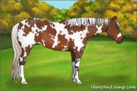 Horse Color:White Spotted Silver Bay 
