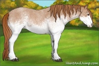Horse Color:White Spotted Red Roan 