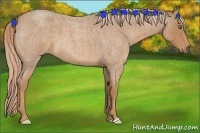 Horse Color:Palomino Roan 