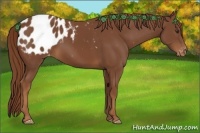 Horse Color:Chestnut Blanket 