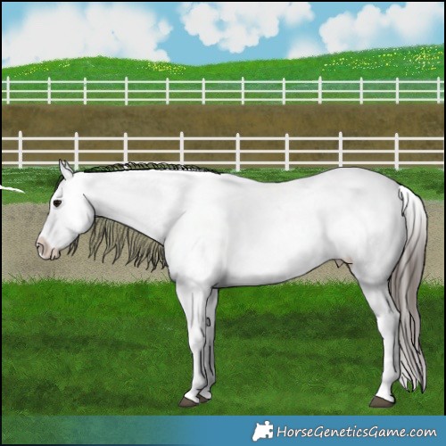 Horse Color:Brown Dun Appaloosa 