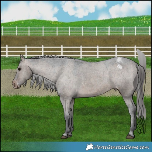 Horse Color:Brown Dun Appaloosa 