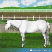 Horse Color:Brown Dun Appaloosa