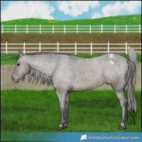 Horse Color:Brown Dun Appaloosa 