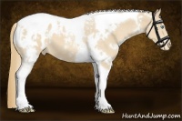 Horse Color:White Spotted Perlino Tobiano Appaloosa 