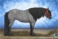 Horse Color:Smoky Blue Roan 